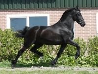 Friesian dressage, sella mare 13 anni (nata nel 2013) years old for sale - Photo 4