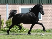 Friesian dressage, sella mare 13 anni (nata nel 2013) years old for sale - Photo 5
