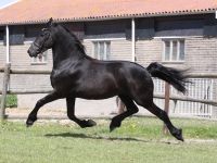Friesian dressage, sella mare 13 anni (nata nel 2013) years old for sale - Photo 6