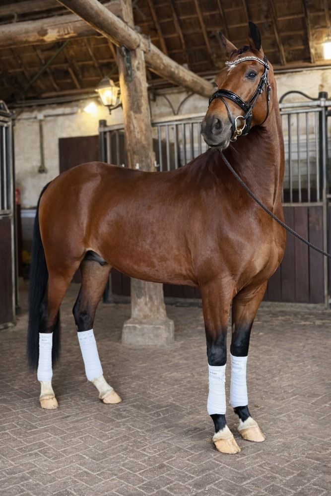 KWPN dressuurpaard Ruin 4 years old Bruin for sale - Photo 4
