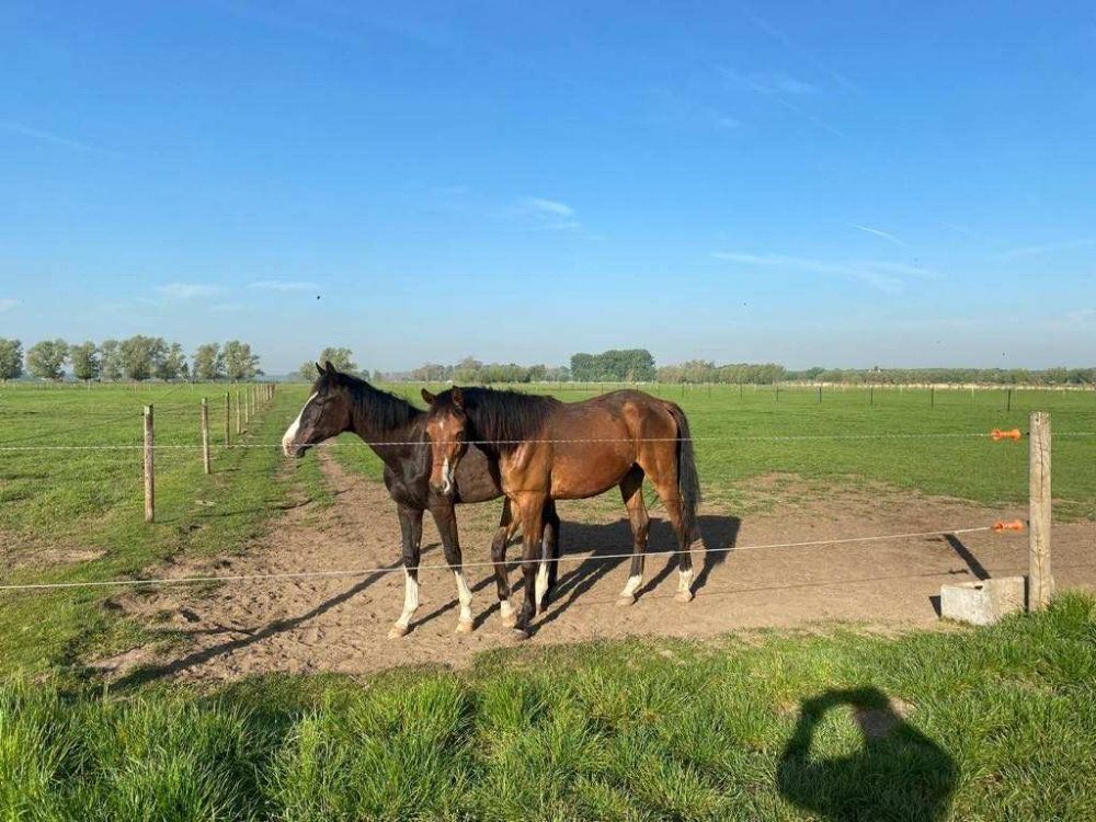BWP springpaard Ruin 3 jaar Zwart te koop - Foto 4