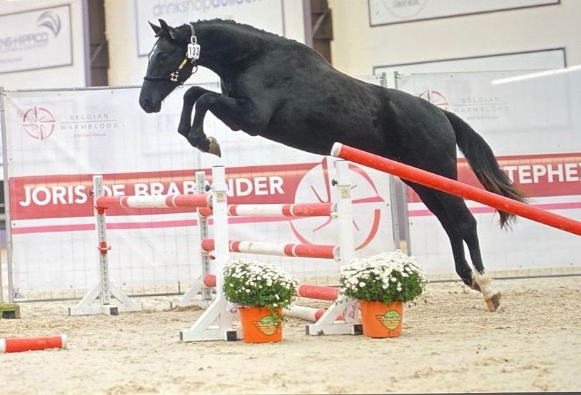 BWP springpaard Ruin 3 jaar Zwart te koop - Foto 2