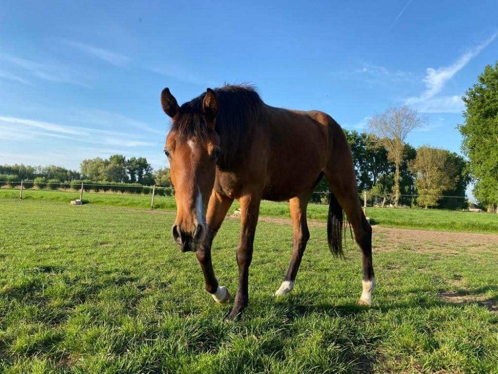 BWP springpaard Ruin 3 jaar Zwart te koop - Foto 3