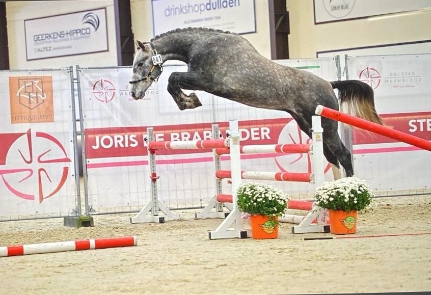 Jonge paarden te koop