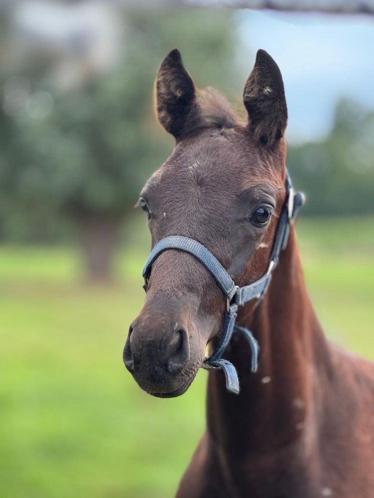Veelbelovend hengstveulen Valdorado (Frst Zonik x wonderboy x jazz)
