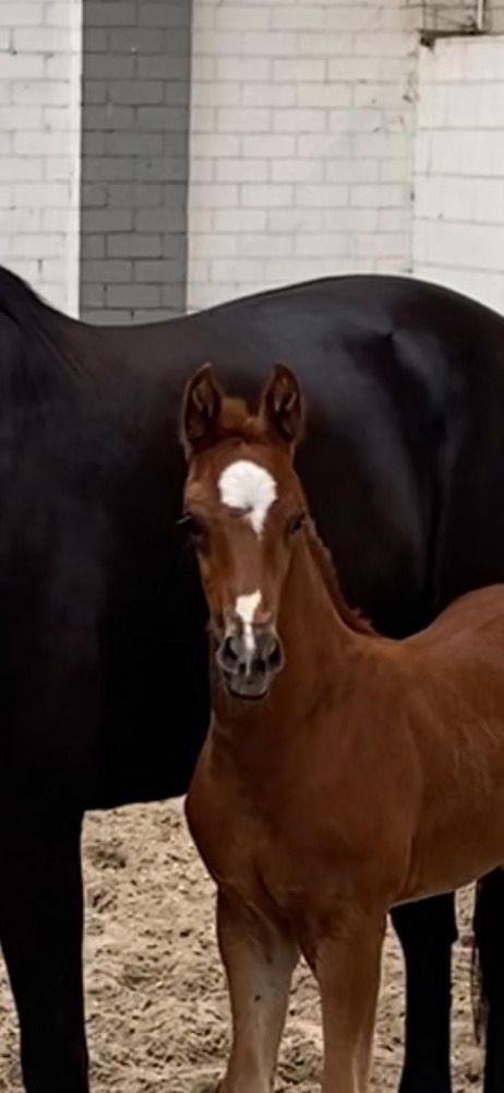 Dressage