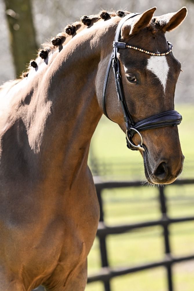 dressuurpaard Merrie 9 jaar Vos te koop - Foto 3