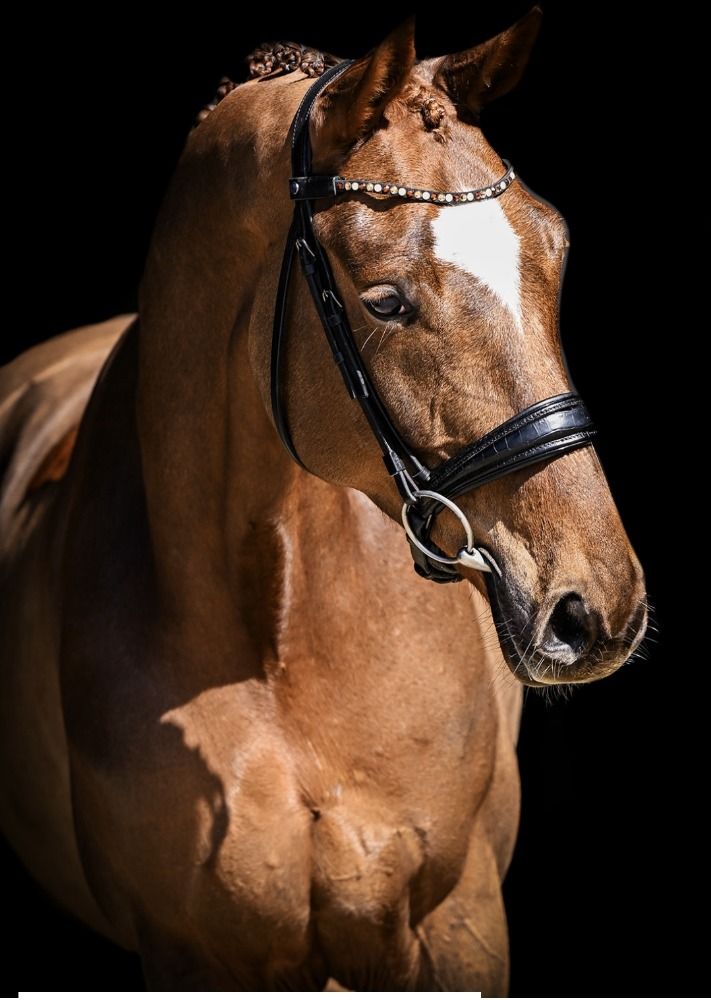 Leuke 9 jarige merrie