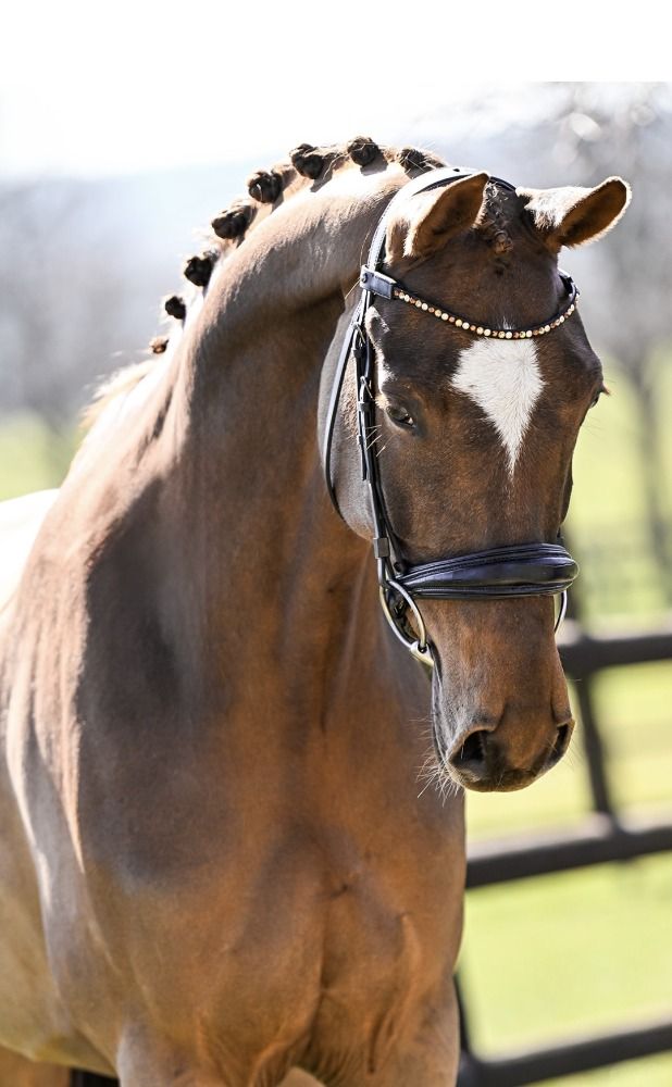 dressuurpaard Merrie 9 jaar Vos te koop - Foto 2