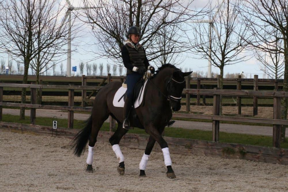 ELITE FOKMERRIE EUSJA B ( JAZZ & GRIBALDI)