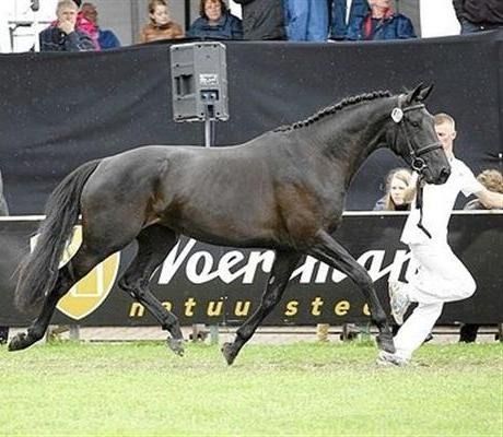 KWPN fokmerrie Merrie 16 jaar Zwart te koop - Foto 2