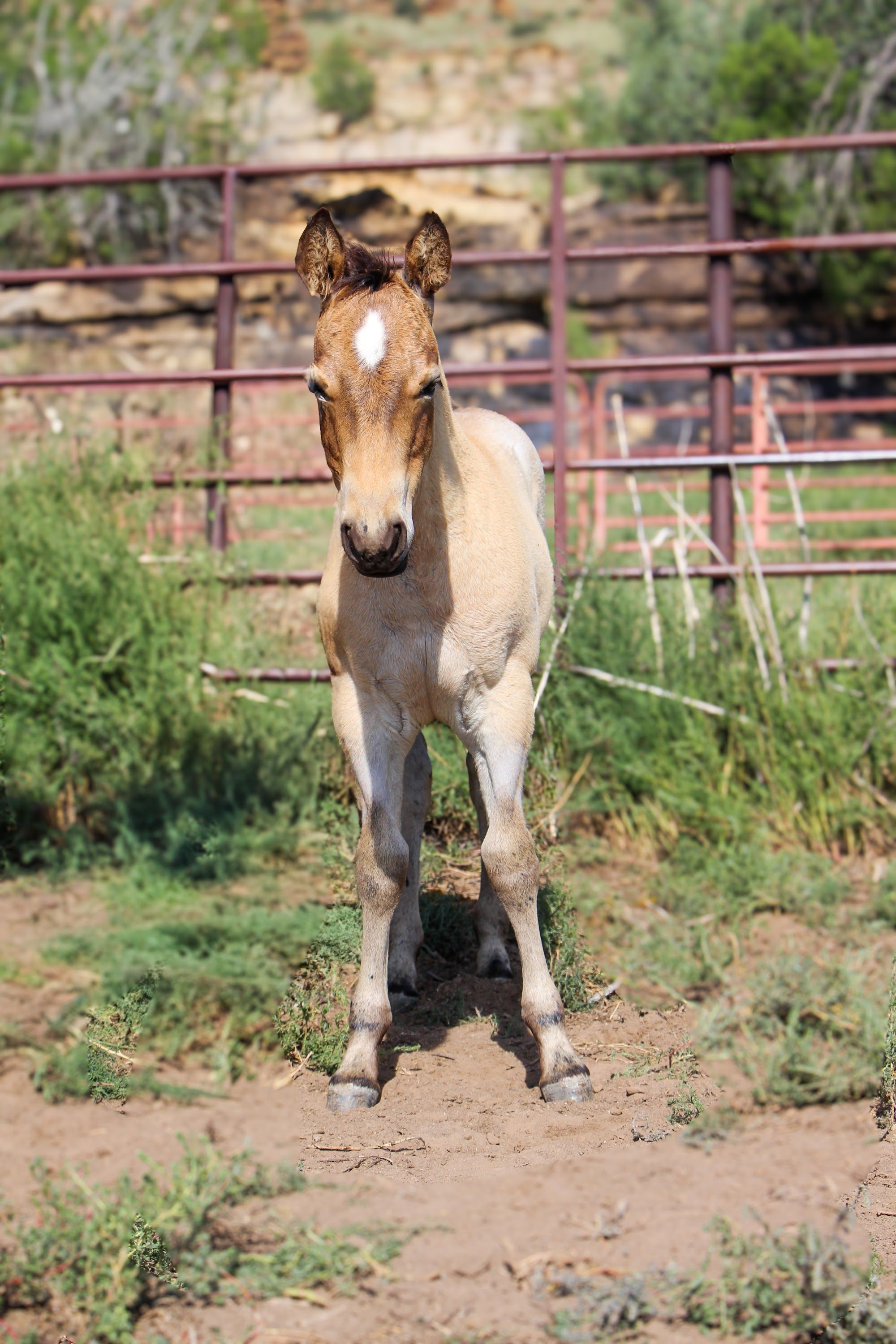 quarter-horse western-paard merrie 2 år till salu - Foto 2