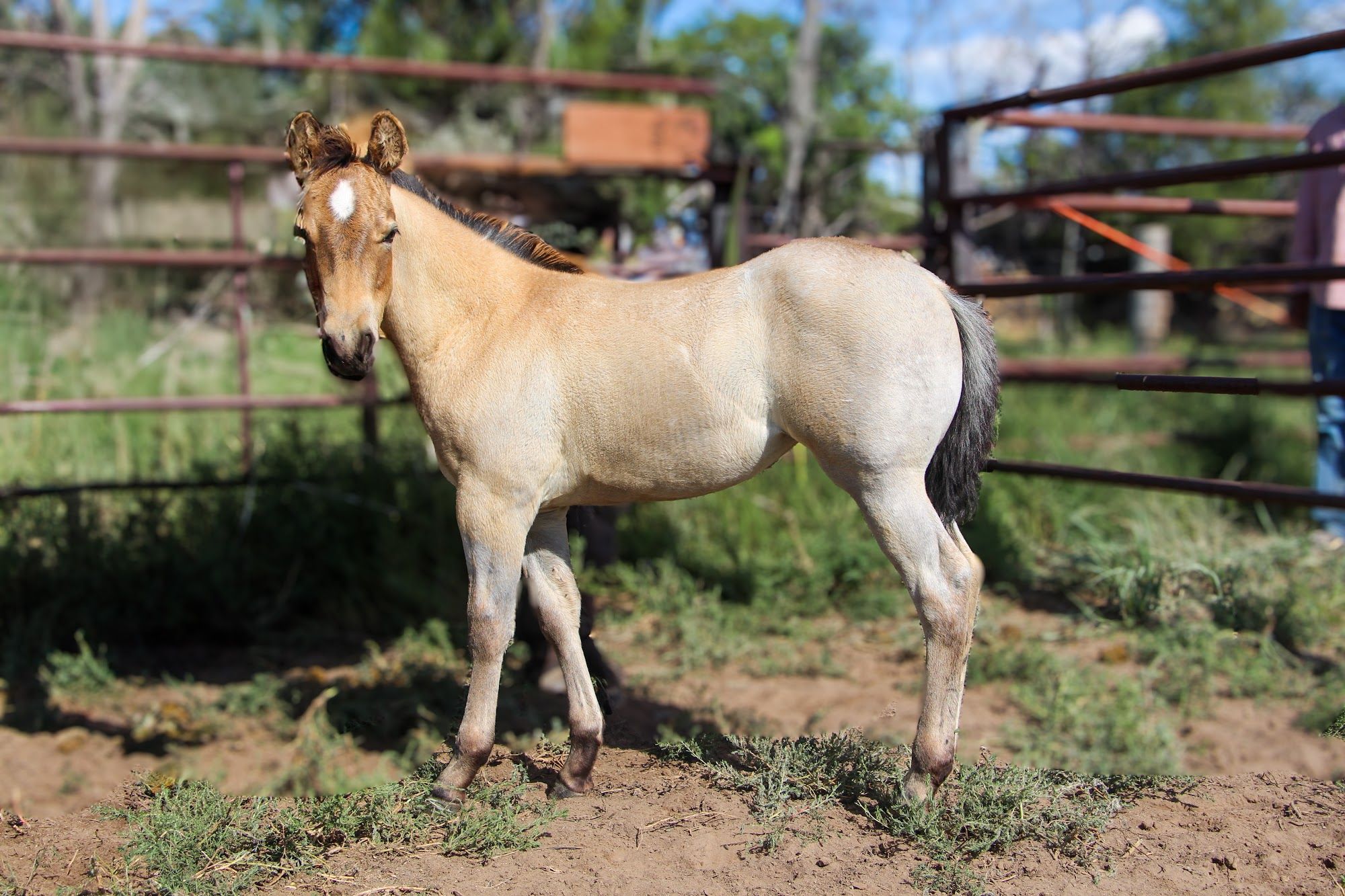 quarter-horse western-paard merrie 2 år till salu - Foto 3