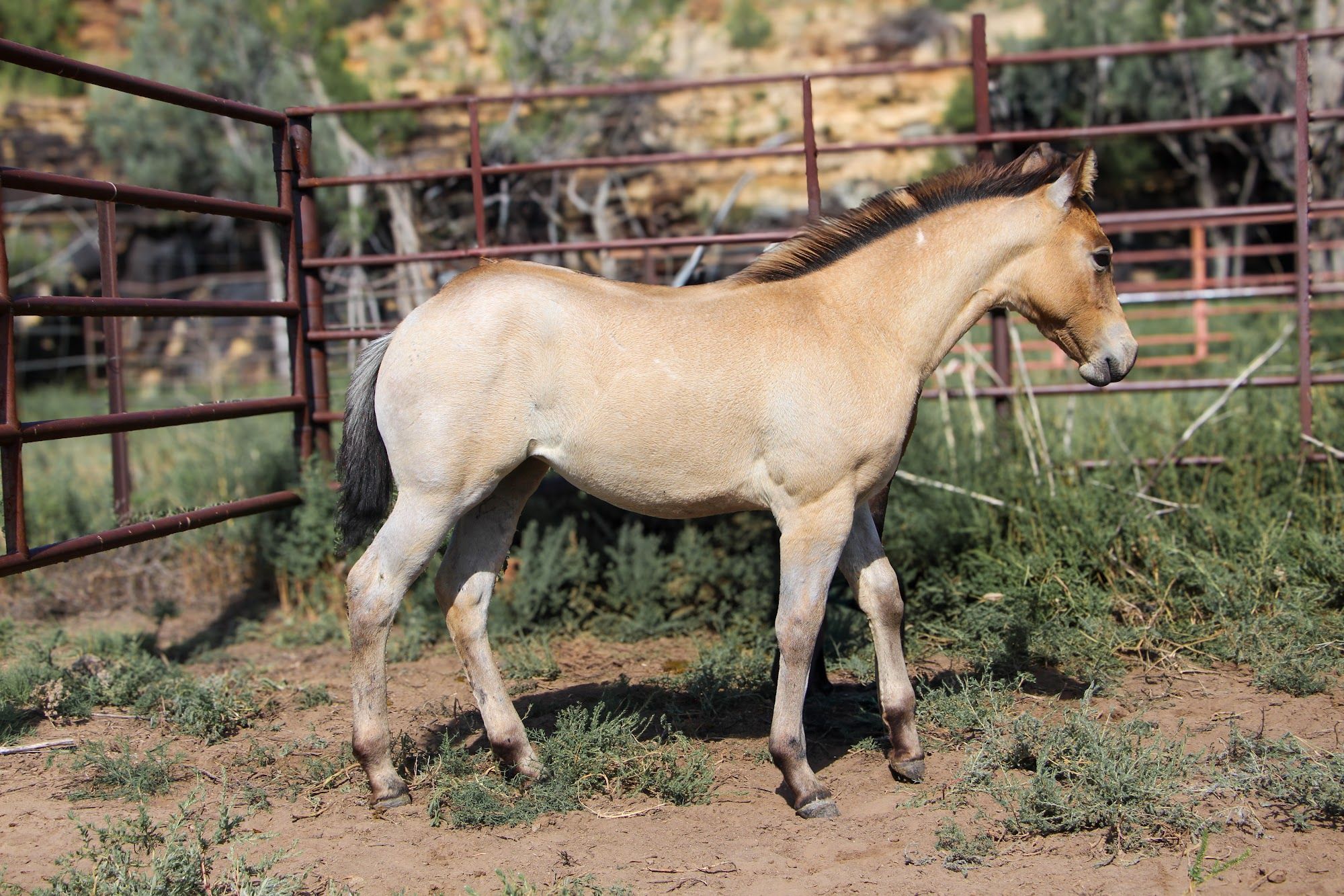 quarter-horse western-paard merrie 2 år till salu - Foto 4