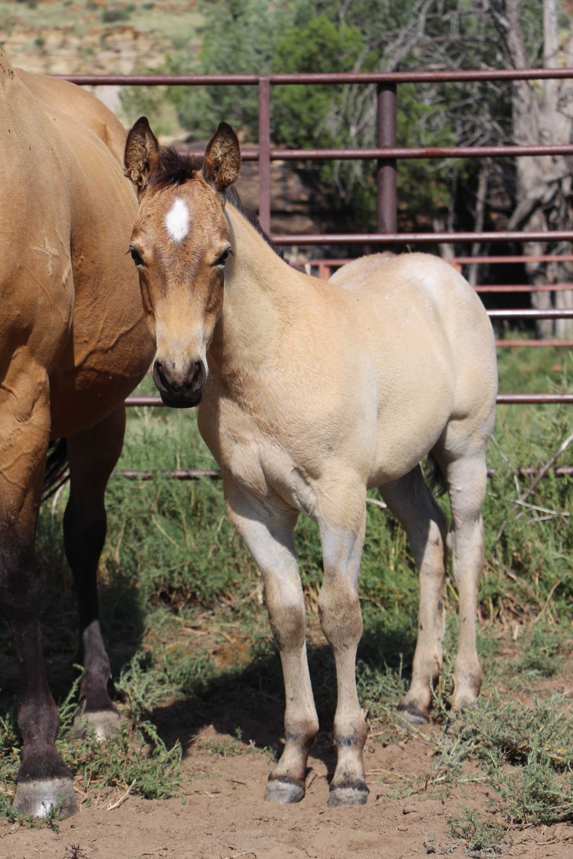 quarter-horse western-paard merrie 2 år till salu - Foto 5