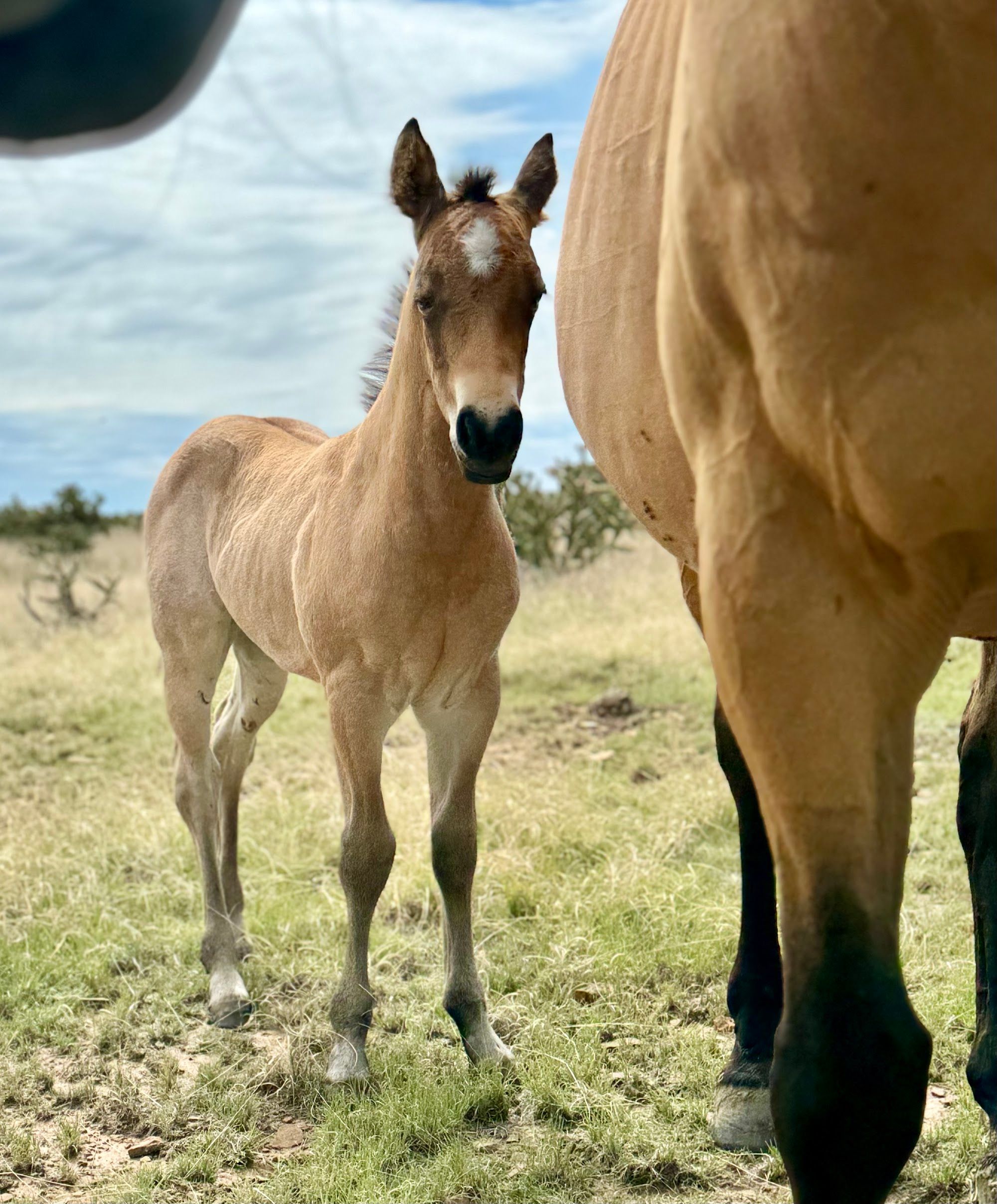 quarter-horse western-paard merrie 2 år till salu - Foto 6