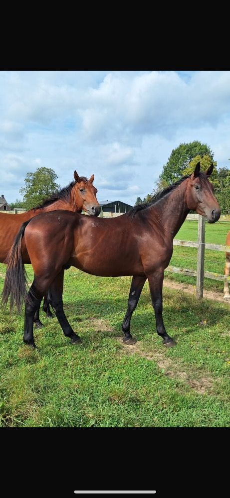 KWPN springpaard Ruin 3 jaar Bruin te koop - Hoofdfoto