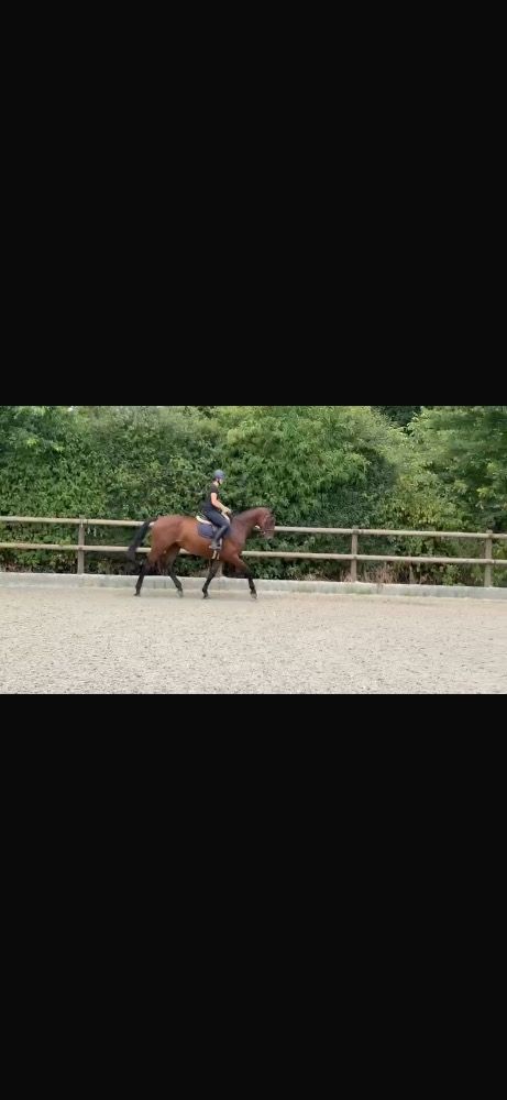 KWPN springpaard Ruin 3 jaar Bruin te koop - Foto 2