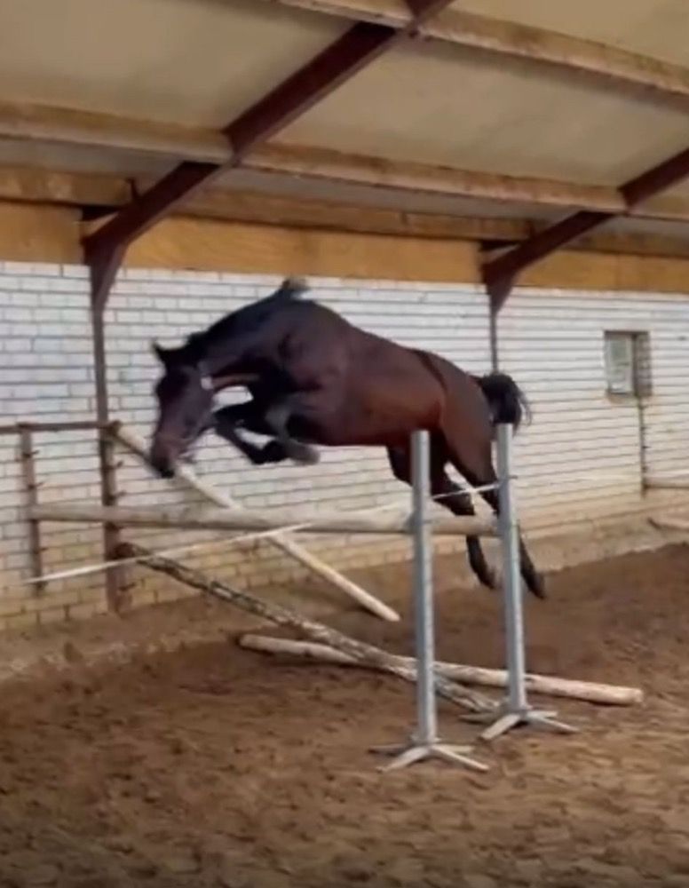 KWPN springpaard Ruin 3 jaar Bruin te koop - Foto 3