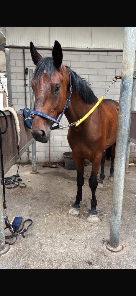 KWPN springpaard Ruin 3 jaar Bruin te koop - Foto 4