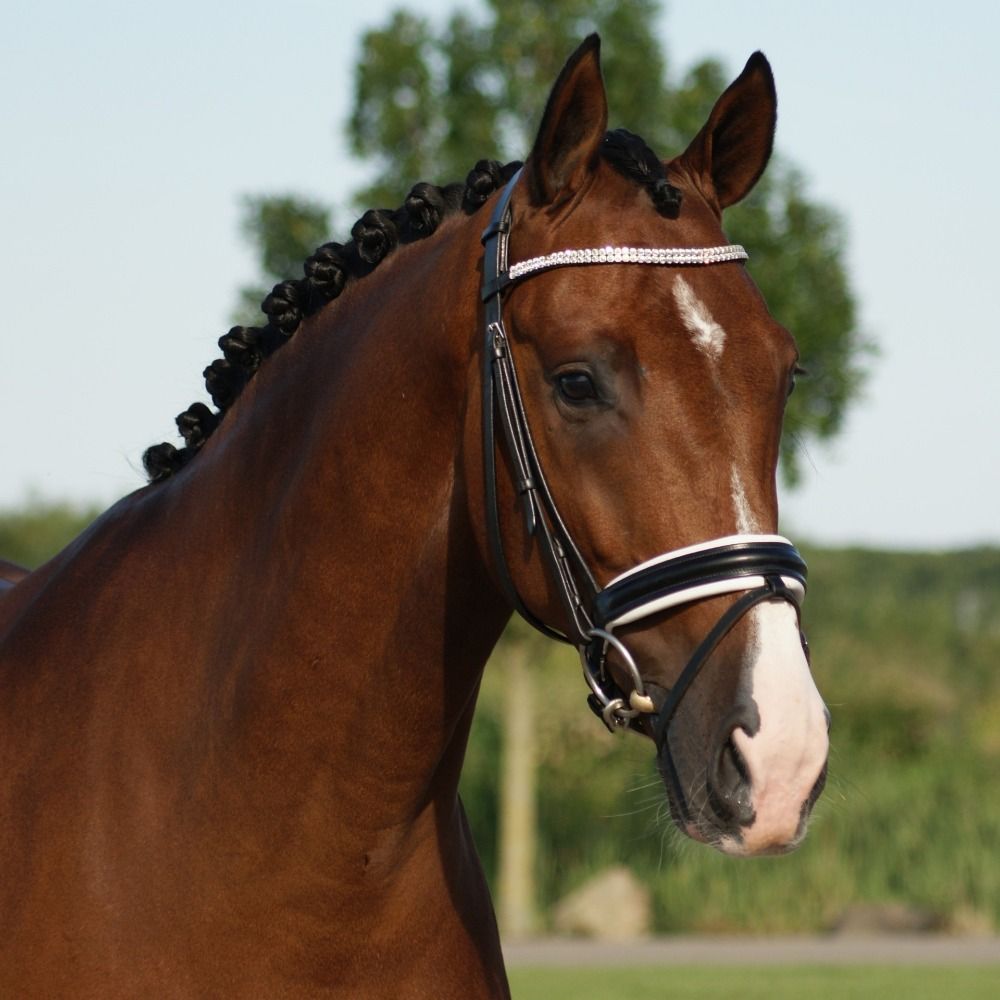 Reliable and experienced schoolmaster Z2 dressage gelding