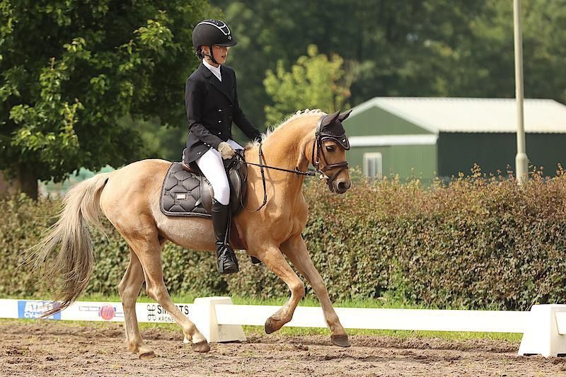 Ander stamboek allrounder Ruin 19 jaar Andere te koop - Foto 3