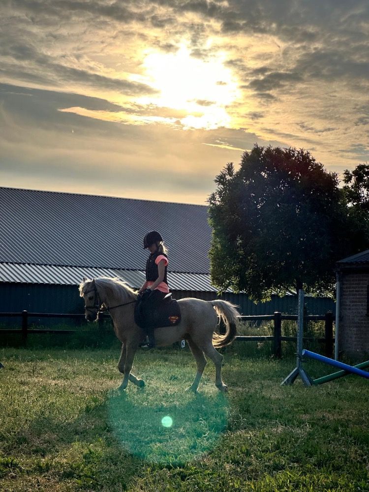 Ander stamboek allrounder Ruin 19 jaar Andere te koop - Foto 4