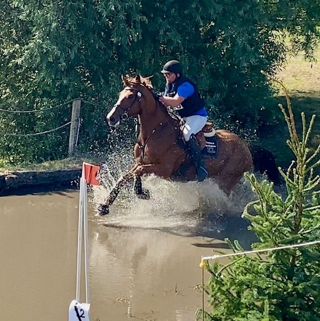 Zeer braaf eventing/jumping/dressuurpaard
