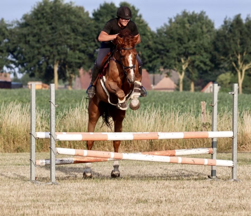 SBS springpaard Ruin 6 jaar Vos te koop - Foto 4