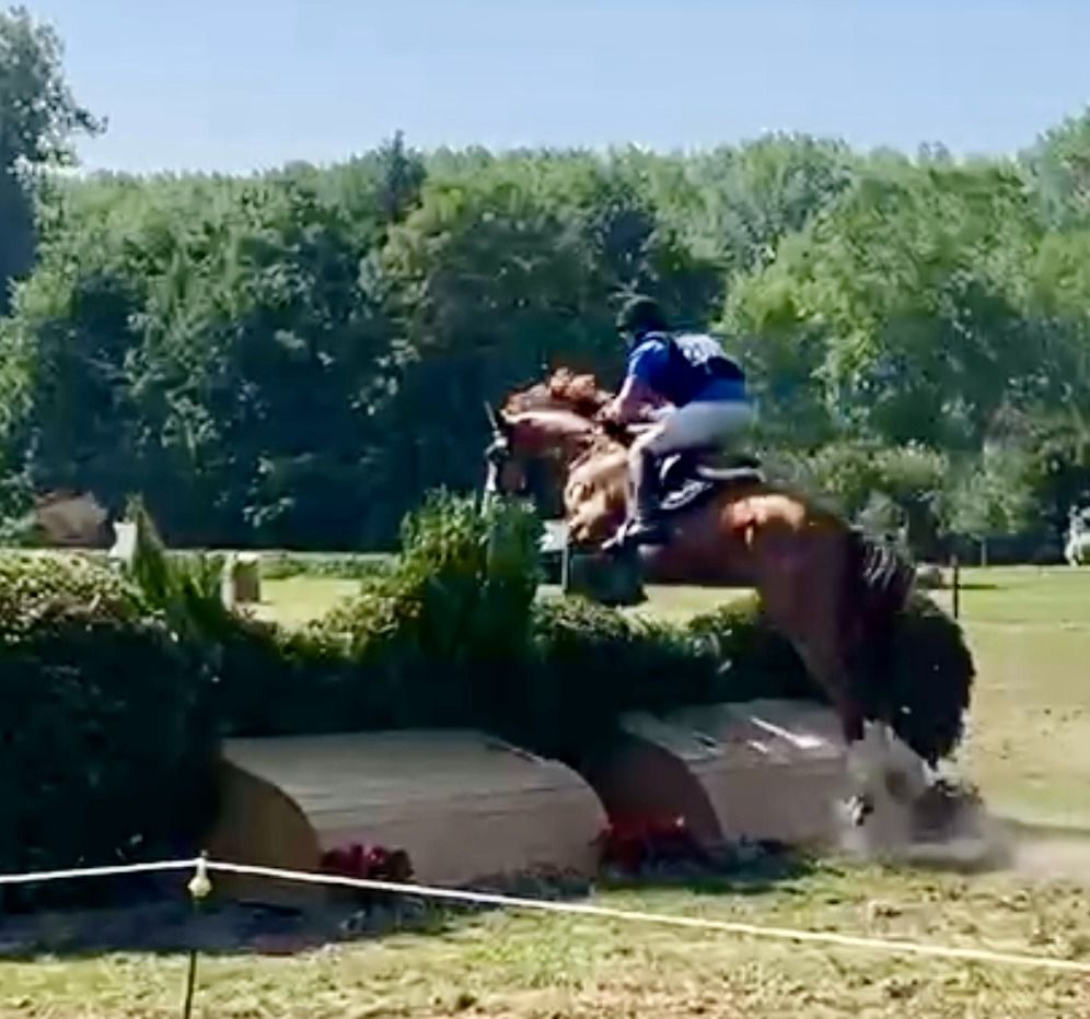 SBS springpaard Ruin 6 jaar Vos te koop - Foto 5