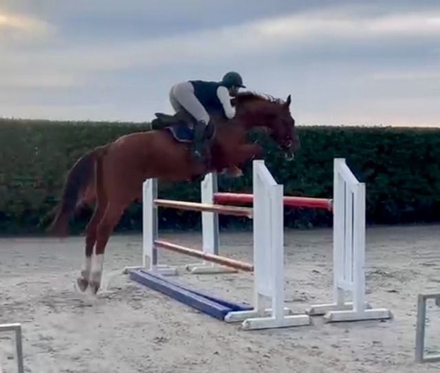 SBS springpaard Ruin 6 jaar Vos te koop - Foto 2