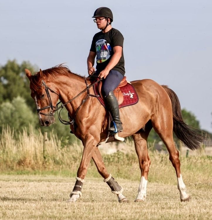 SBS springpaard Ruin 6 jaar Vos te koop - Foto 3