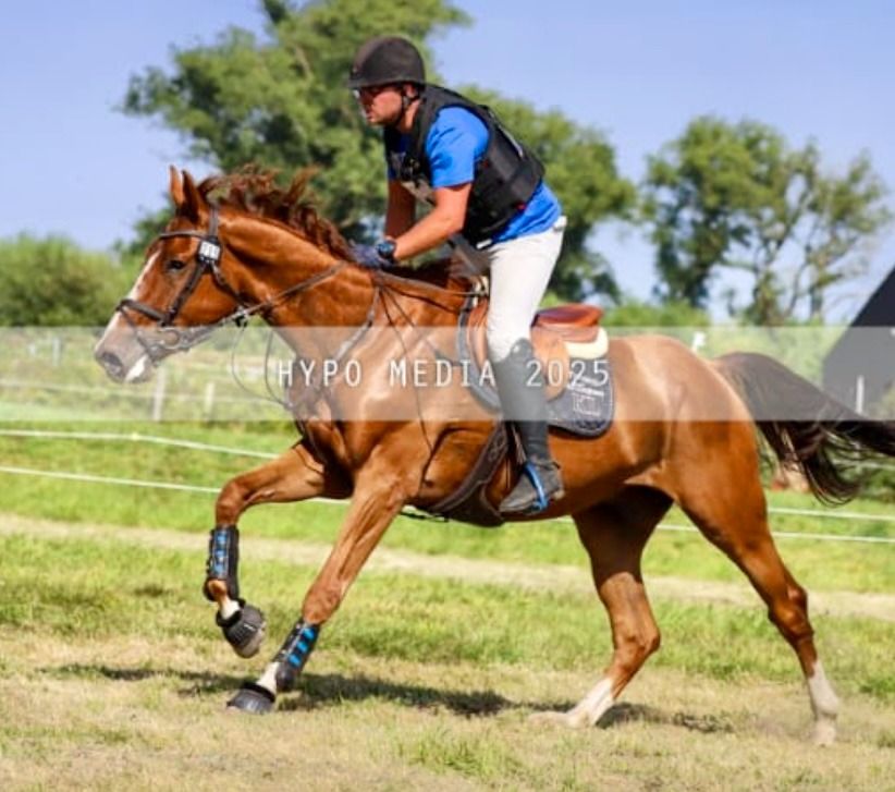 SBS springpaard Ruin 6 jaar Vos te koop - Foto 6