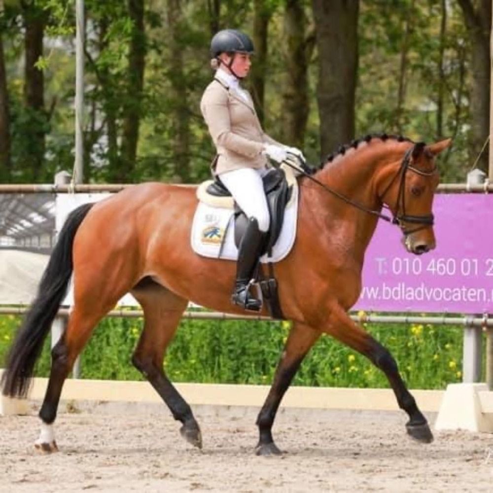 6 jarige merrie v. Rousseau