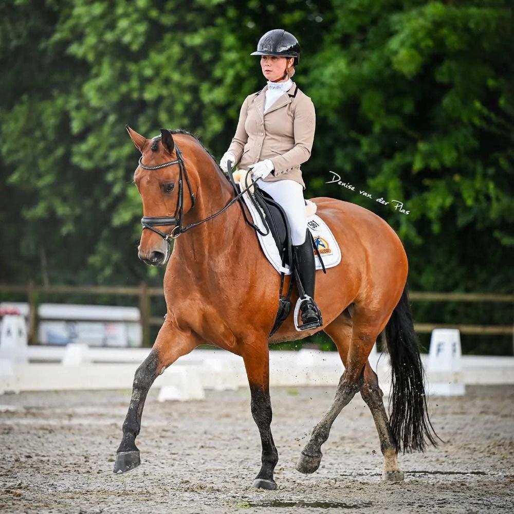 KWPN dressuurpaard Merrie 6 jaar Bruin te koop - Foto 3