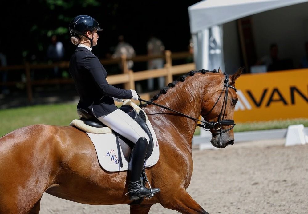 KWPN dressuurpaard Merrie 6 jaar Bruin te koop - Foto 4