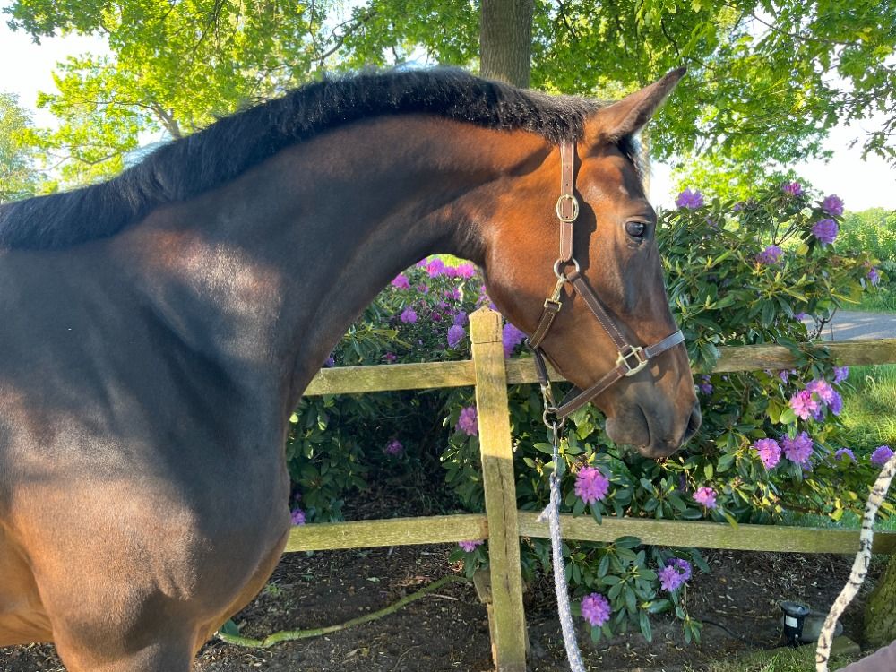 dressuurpaard Merrie 3 jaar Donkerbruin te koop - Foto 5