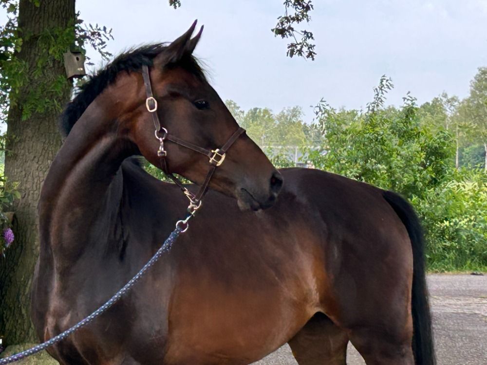 dressuurpaard Merrie 3 jaar Donkerbruin te koop - Foto 3