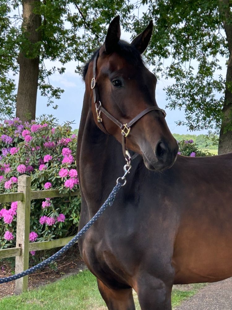 dressuurpaard Merrie 3 jaar Donkerbruin te koop - Hoofdfoto
