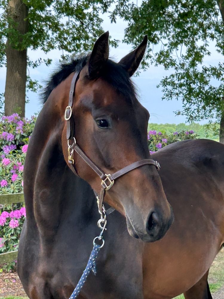dressuurpaard Merrie 3 jaar Donkerbruin te koop - Foto 2