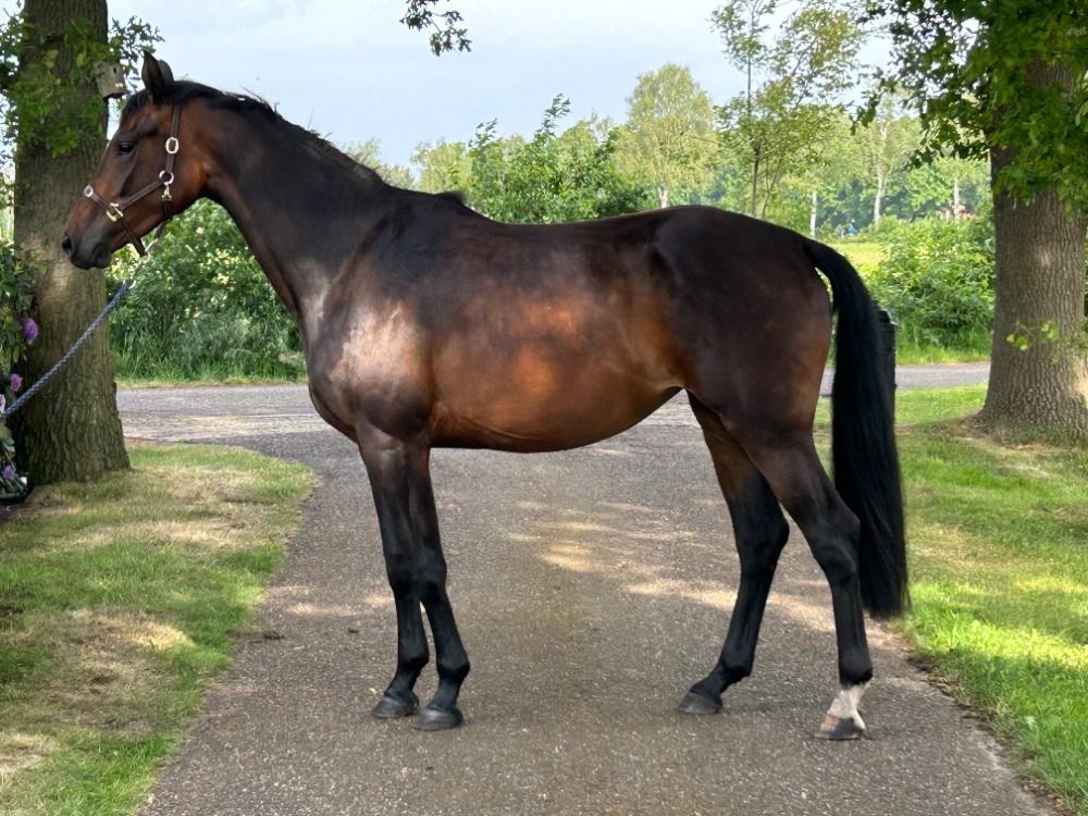 dressuurpaard Merrie 3 jaar Donkerbruin te koop - Foto 4