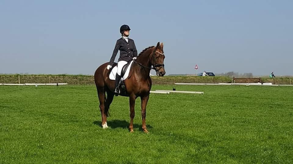 KWPN dressuurpaard Merrie 16 jaar Vos te koop - Hoofdfoto