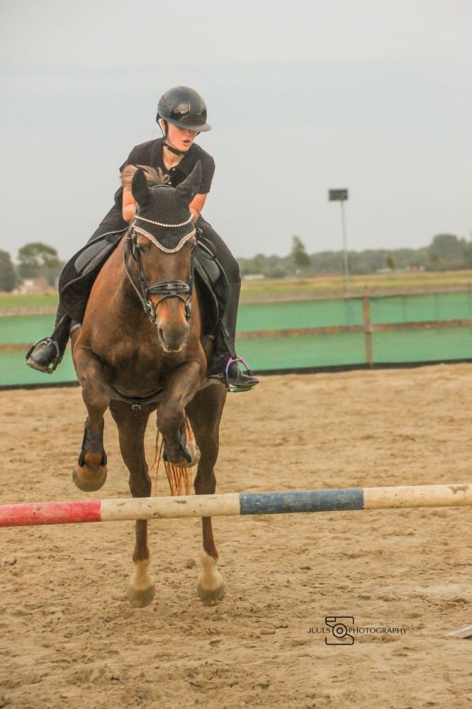 KWPN dressuurpaard Merrie 16 jaar Vos te koop - Foto 6