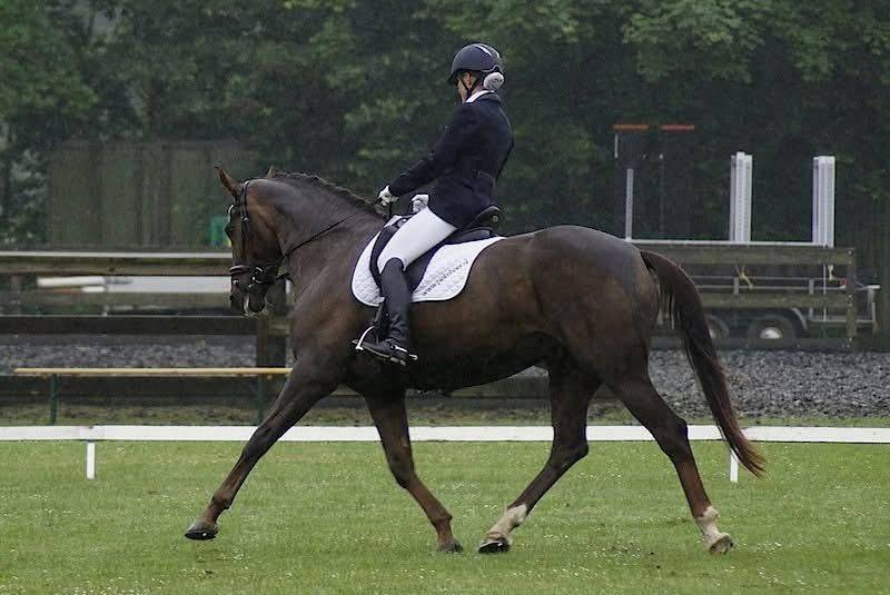 KWPN dressuurpaard Merrie 16 jaar Vos te koop - Foto 2
