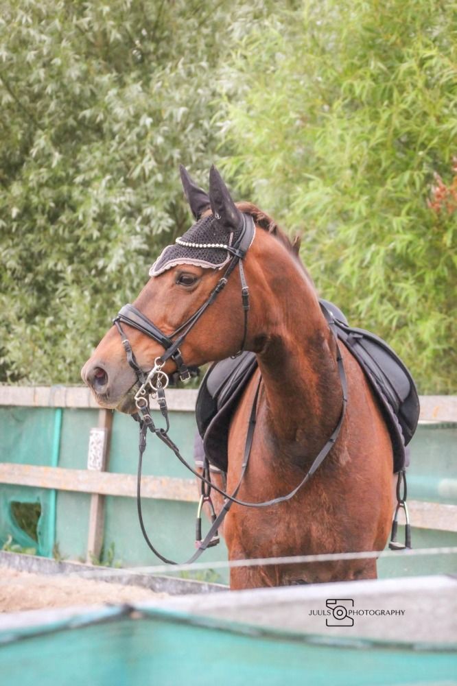 KWPN dressuurpaard Merrie 16 jaar Vos te koop - Foto 5