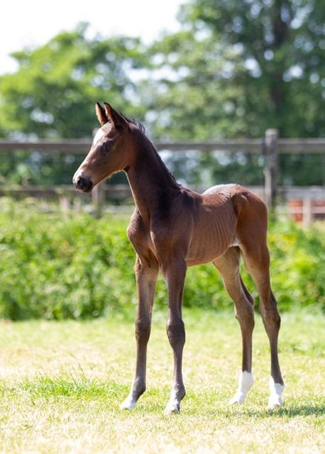 Trakehnen dressuurpaard Hengst Donkerbruin te koop - Foto 3