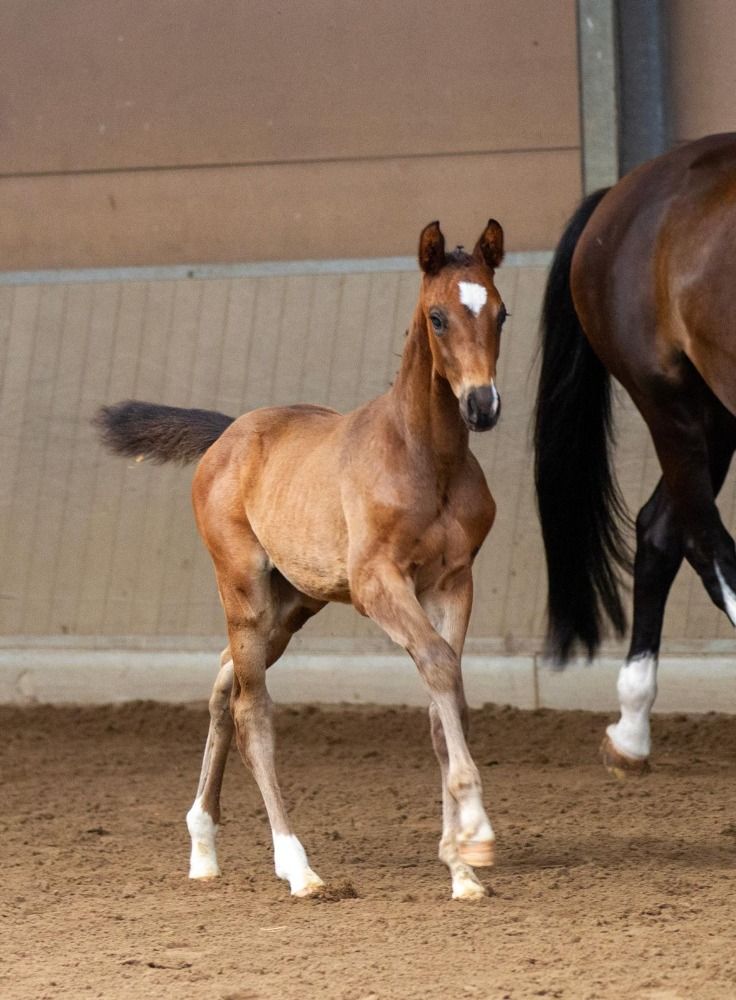 Trakehnen dressuurpaard Hengst Donkerbruin te koop - Foto 4