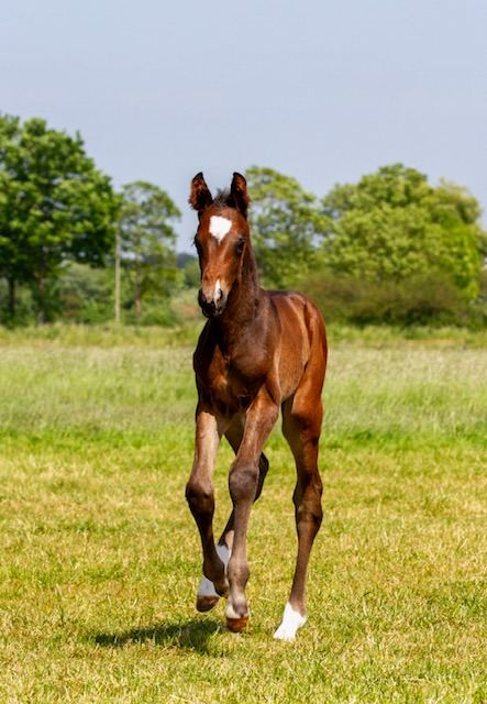 Trakehnen dressuurpaard Hengst Donkerbruin te koop - Foto 2