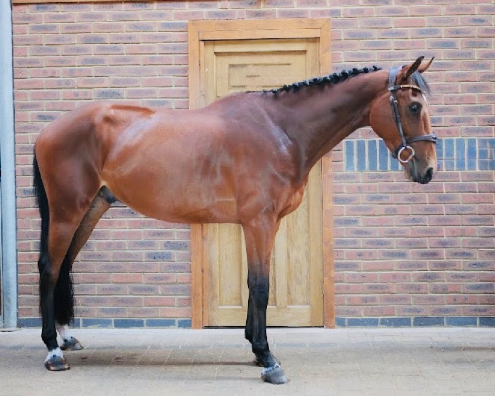 Zangersheide springpaard Ruin 4 jaar Bruin te koop - Foto 3