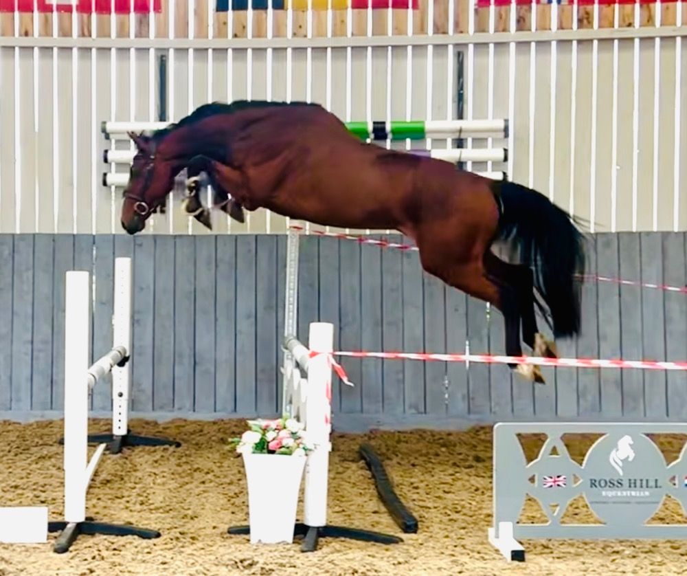 Zangersheide springpaard Ruin 4 jaar Bruin te koop - Foto 4